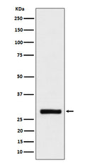 Western blot analysis of BRMS1 expression in HeLa cell lysate.