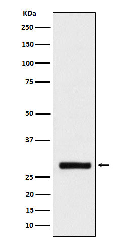 Western blot analysis of BRMS1 expression in HeLa cell lysate.