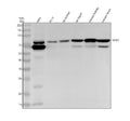 Anti-NPRC Rabbit Monoclonal Antibody