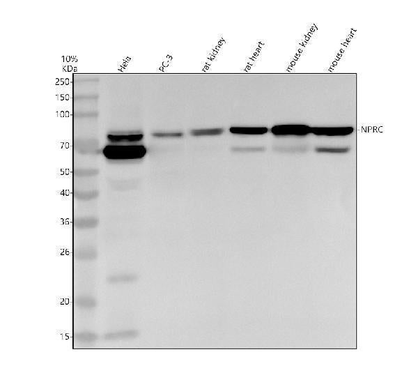 Anti-NPRC Rabbit Monoclonal Antibody