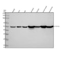 Anti-ATP5A1/Atp5A Rabbit Monoclonal Antibody