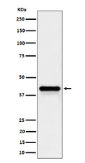 Western blot analysis of Wnt16 expression in HepG2 cell lysate.