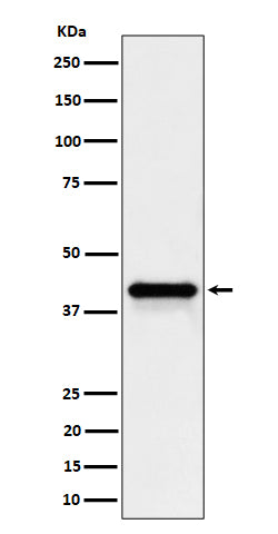 Western blot analysis of Wnt16 expression in HepG2 cell lysate.