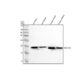 Anti-Ndufs4 Rabbit Monoclonal Antibody
