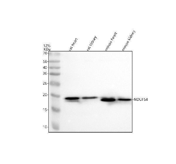 Anti-Ndufs4 Rabbit Monoclonal Antibody