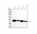 Anti-NDUFS4 Rabbit Monoclonal Antibody
