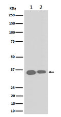 Western blot analysis of ELOVL5 expression in (1) HeLa cell lysate; (2) RAW 264.7 cell lysate.