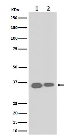 Western blot analysis of ELOVL5 expression in (1) HeLa cell lysate; (2) RAW 264.7 cell lysate.