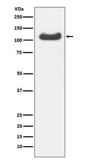 Western blot analysis of HSPA4 expression in HepG2 cell lysate.