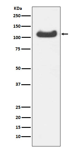 Western blot analysis of HSPA4 expression in HepG2 cell lysate.