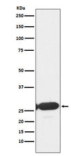 Western blot analysis of ERp29 expression in HepG2 cell lysate.