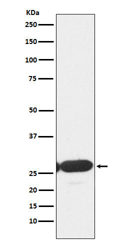 Western blot analysis of ERp29 expression in HepG2 cell lysate.