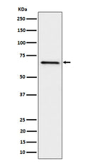 Western blot analysis of GRK6 expression in Ramos cell lysate.