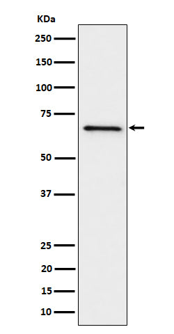 Western blot analysis of GRK6 expression in Ramos cell lysate.