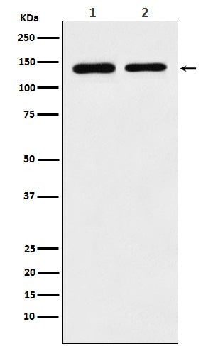Western blot analysis of SA2 expression in (1) K562 cell lysate; (2) Raw264.7 cell lysate.