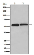 Western blot analysis of LMAN1 expression in (1) HeLa cell lysate; (2) Jurkat cell lysate.