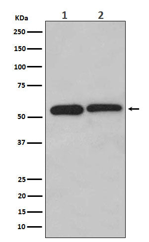 Western blot analysis of LMAN1 expression in (1) HeLa cell lysate; (2) Jurkat cell lysate.