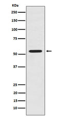 Anti-LMAN1 Rabbit Monoclonal Antibody