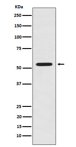 Anti-LMAN1 Rabbit Monoclonal Antibody