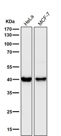 All lanes use the Antibody at 1:3K dilution for 1 hour at room temperature.