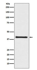 Western blot analysis of PRAS40 expression in 293T cell lysate.