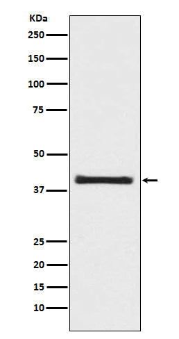 Western blot analysis of PRAS40 expression in 293T cell lysate.