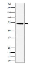 Western blot analysis of BLNK expression in Raji cell lysate.