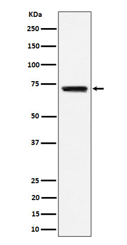 Western blot analysis of BLNK expression in Raji cell lysate.