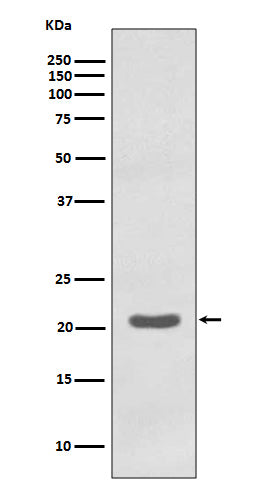 Western blot analysis of MTCO2 expression in K562 cell lysate.