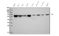 Anti-U2AF65/U2AF2 Picoband® Antibody (monoclonal, 3G9)