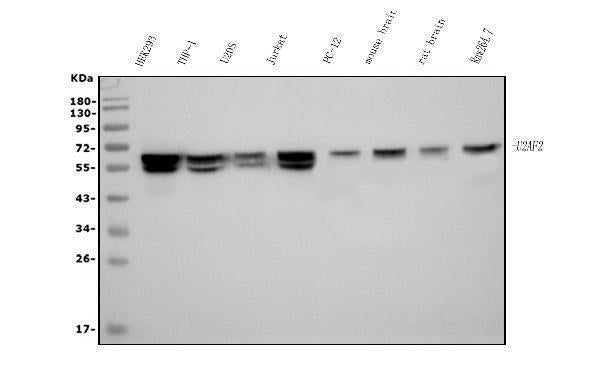 Anti-U2AF65/U2AF2 Picoband® Antibody (monoclonal, 3G9)