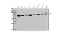 Anti-U2AF65/U2AF2 Picoband® Antibody (monoclonal, 10F4)