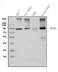 Anti-MCM5 Picoband® Antibody (monoclonal, 4G10)