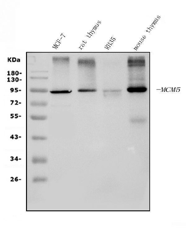 Anti-MCM5 Picoband® Antibody (monoclonal, 4G10)