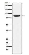 Western blot analysis of MCM5 expression in MCF-7 cell lysate.