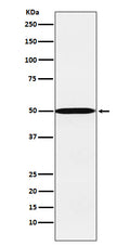Western blot analysis of CYP26A1 expression in HepG2 cell lysate.