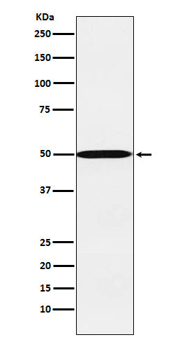 Western blot analysis of CYP26A1 expression in HepG2 cell lysate.