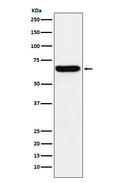 Western blot analysis of Methionine Aminopeptidase 2 expression in HeLa cell lysate.