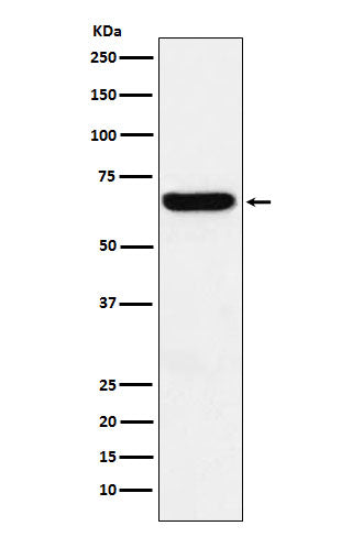 Western blot analysis of Methionine Aminopeptidase 2 expression in HeLa cell lysate.