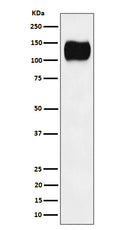 Western blot analysis of ICAM3 / CD50 expression in Ramos cell lysate.