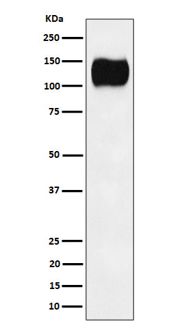 Western blot analysis of ICAM3 / CD50 expression in Ramos cell lysate.