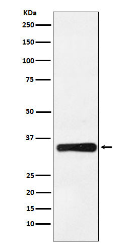 Western blot analysis of HOXB4 expression in Jurkat cell lysate.