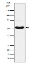 Western blot analysis of VGluT1 expression in Neuro-2a cell lysate.