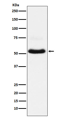 Western blot analysis of VGluT1 expression in Neuro-2a cell lysate.