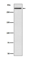 Western blot analysis of Cubilin expression in Human fetal kidney lysate.