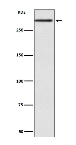 Western blot analysis of Cubilin expression in Human fetal kidney lysate.