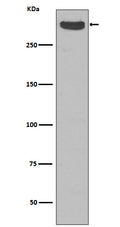 Western blot analysis of Cubilin expression in Human fetal kidney lysate.