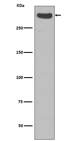 Western blot analysis of Cubilin expression in Human fetal kidney lysate.
