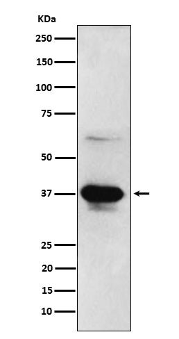 Western blot analysis of ICAD expression in HeLa cell lysate.