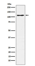 Western blot analysis of CD162 expression in Jurkat cell lysate.